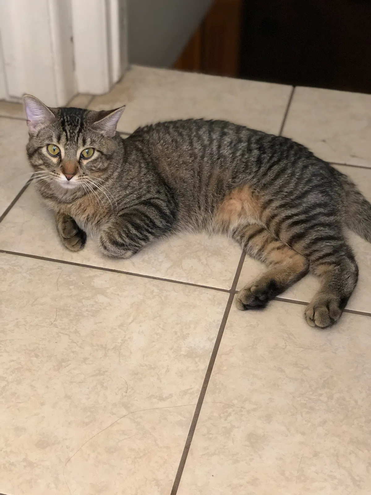 Lost cat in Wichita, KS, 67218