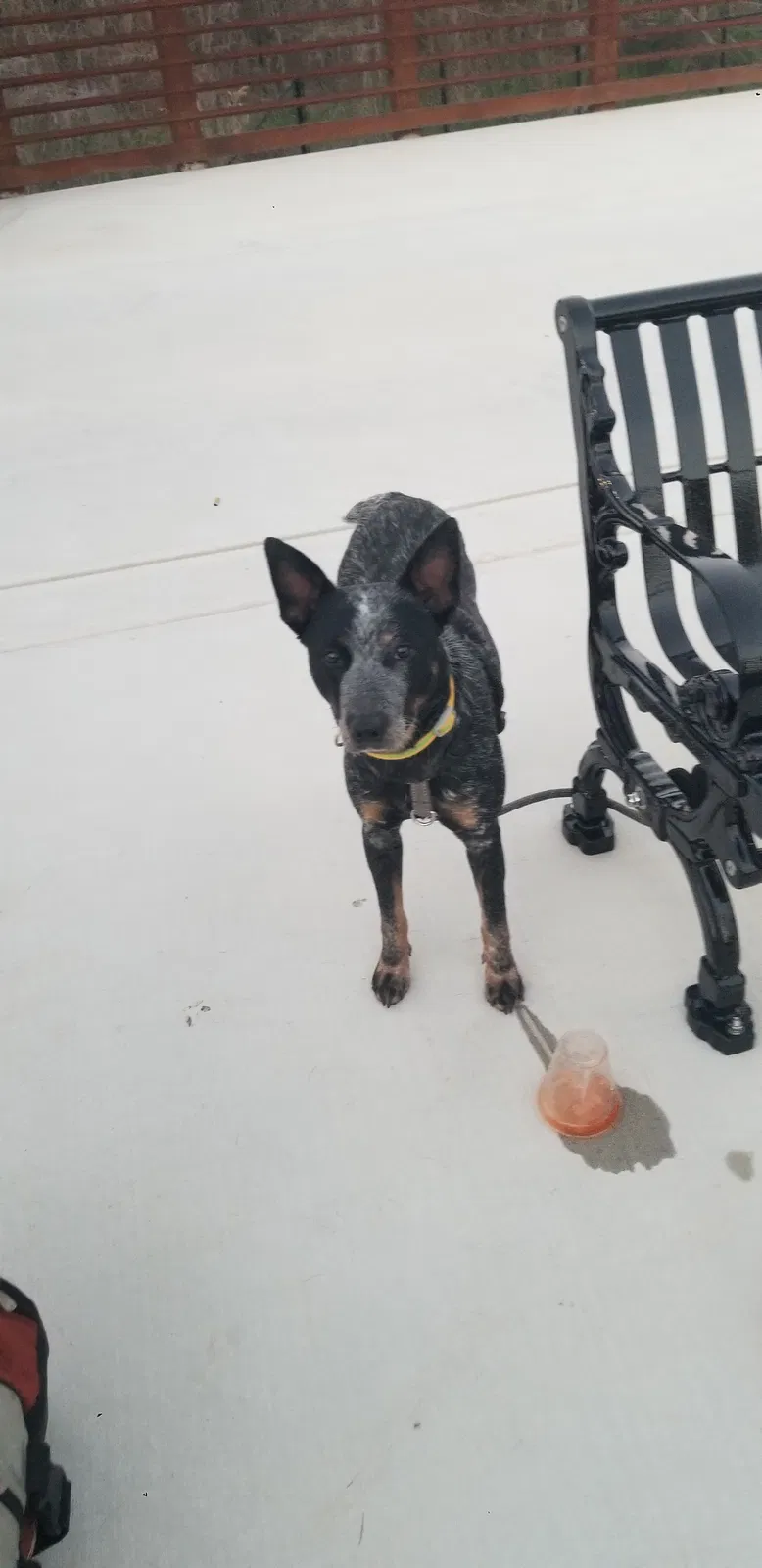 Lost dog in Phenix City, AL, 36867
