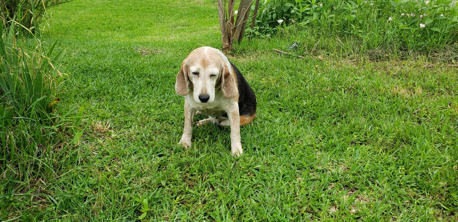 Found dog in Diboll, TX, 75941