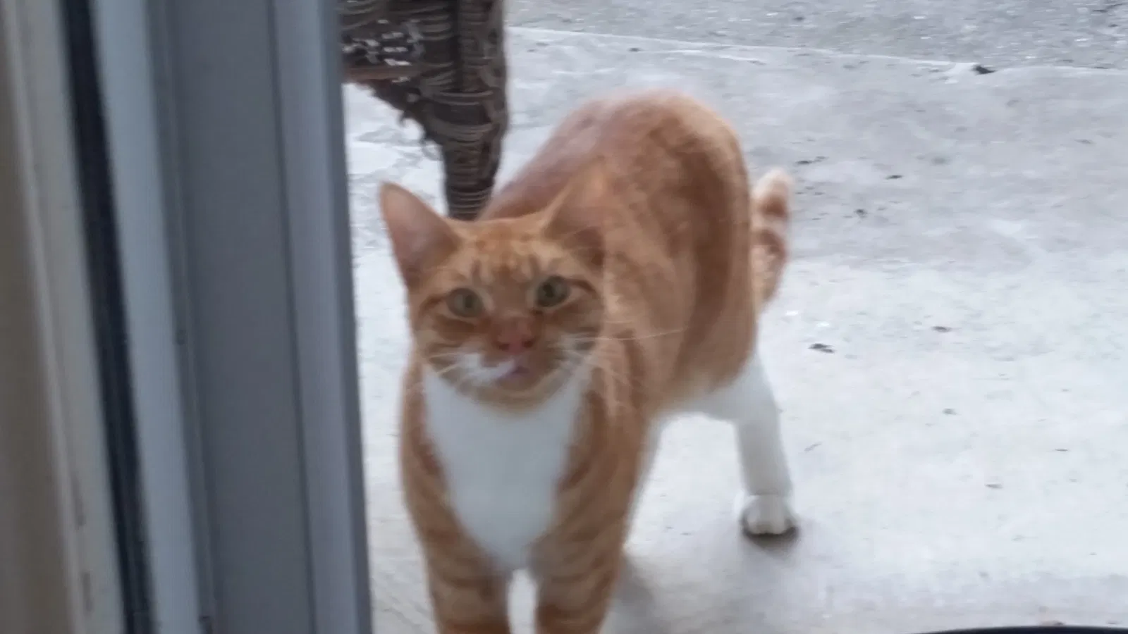 Lost cat in Garland, TX, 75043