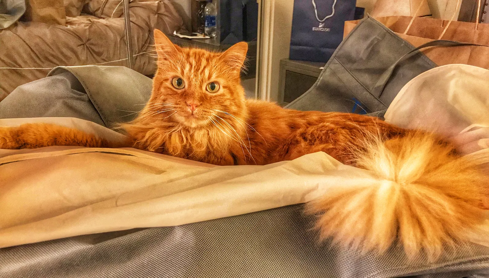 Lost cat in Tustin, CA, 92782