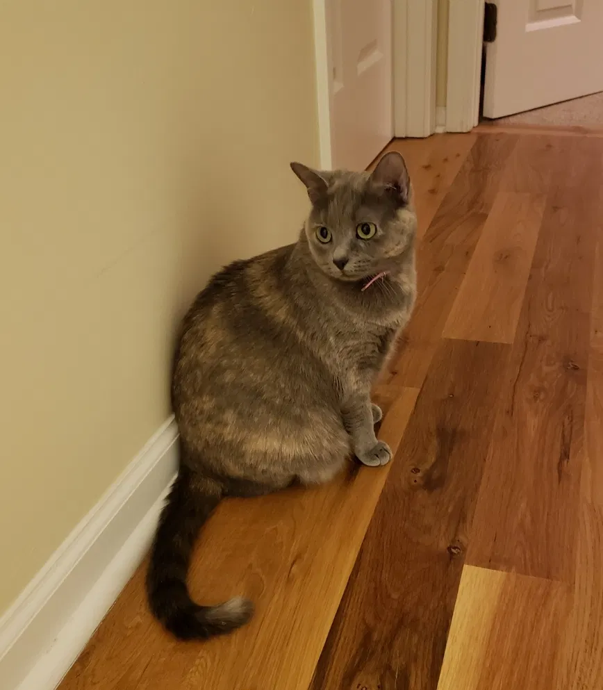 Lost cat in Mount Pleasant, SC, 29466