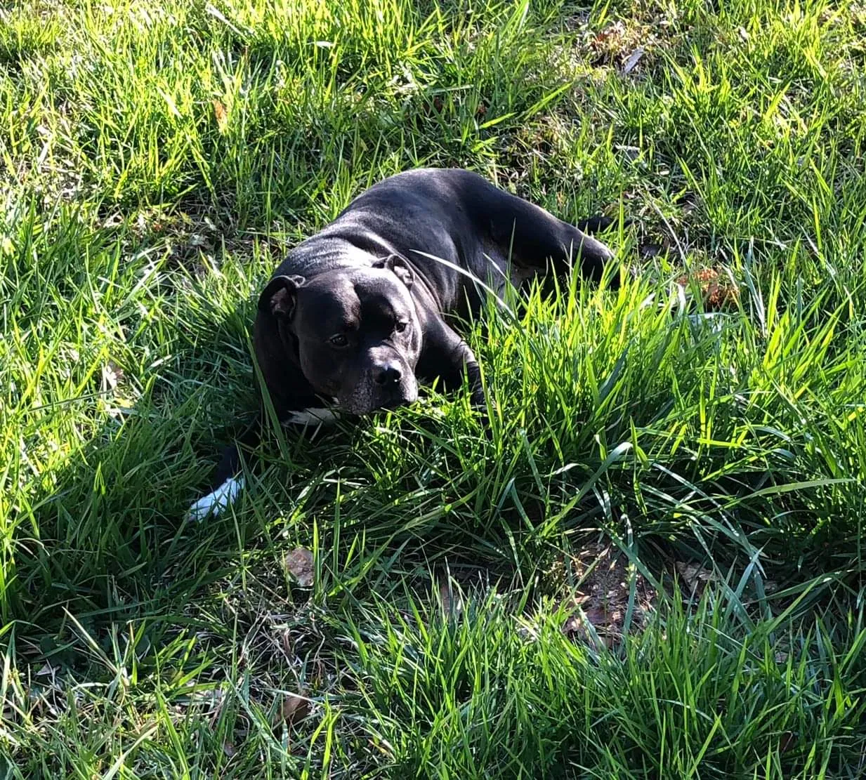Lost dog in Carrollton, GA, 30116