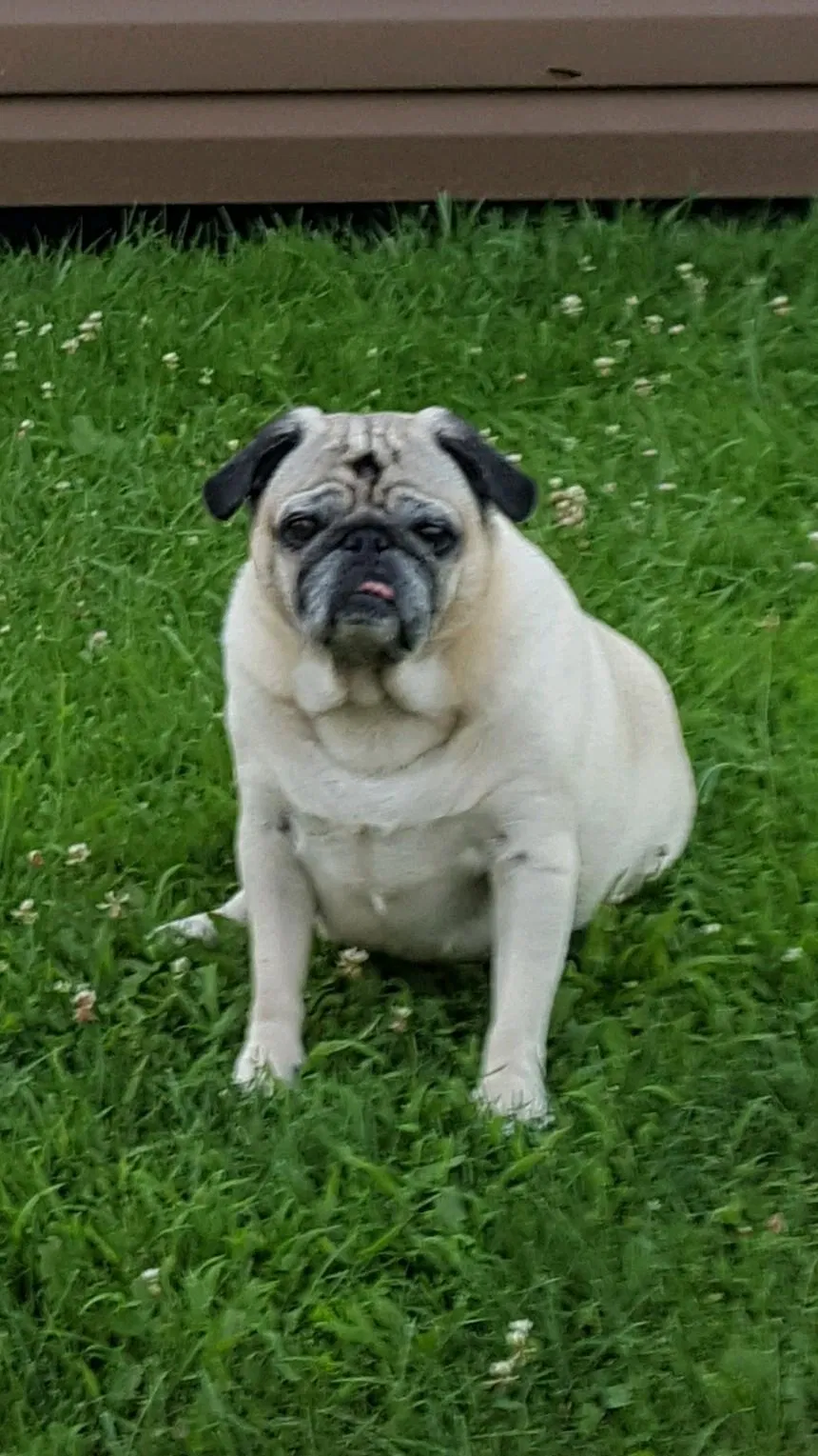 Lost dog in Washington, PA, 15301