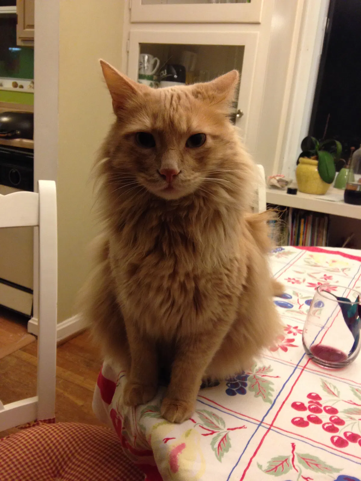 Lost cat in Falls Church, VA, 22042