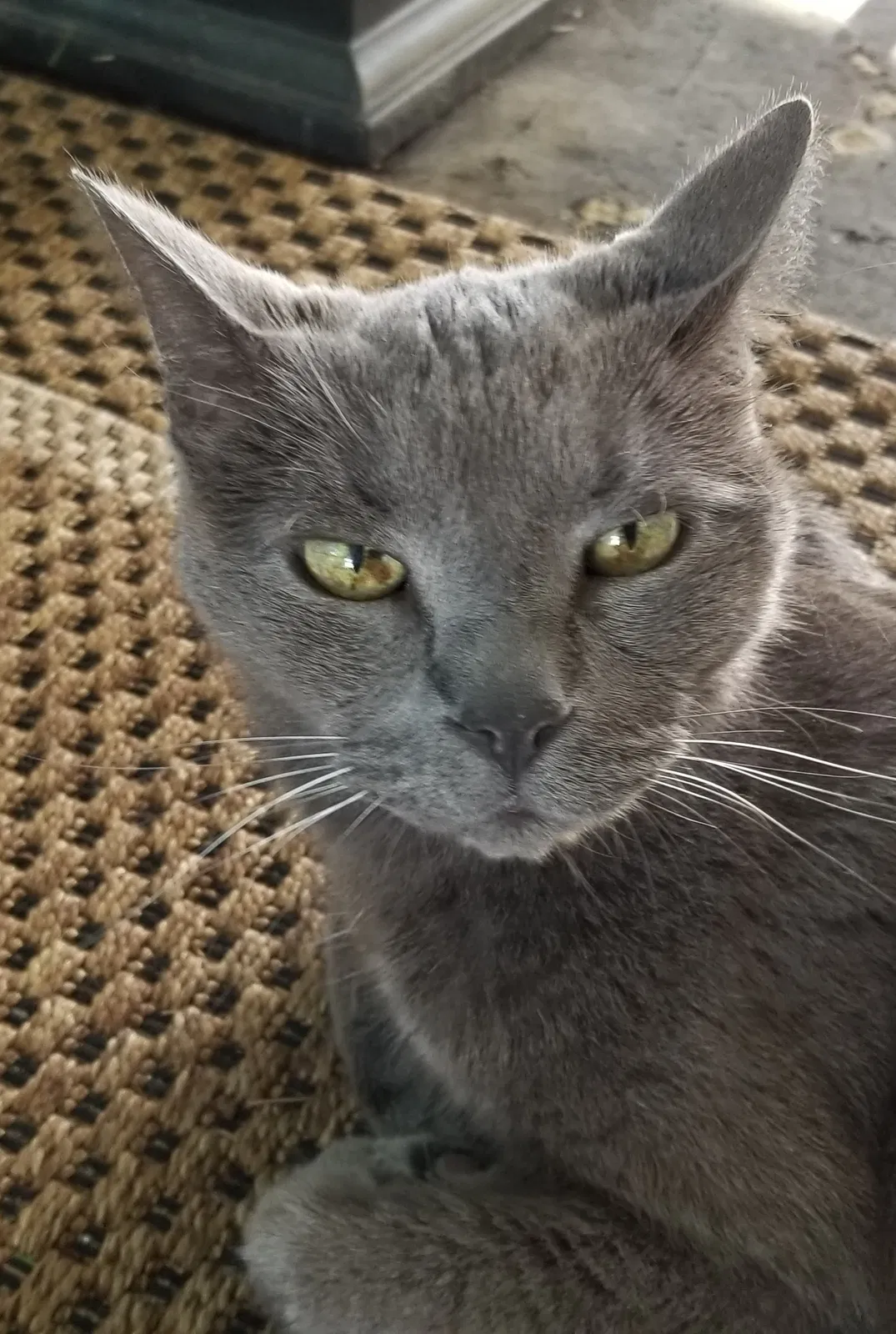 Lost cat in Clearwater, FL, 33759
