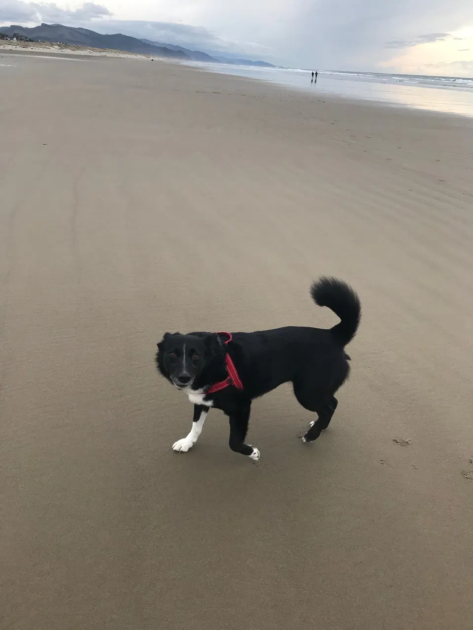 Lost dog in Westby, WI, 54667