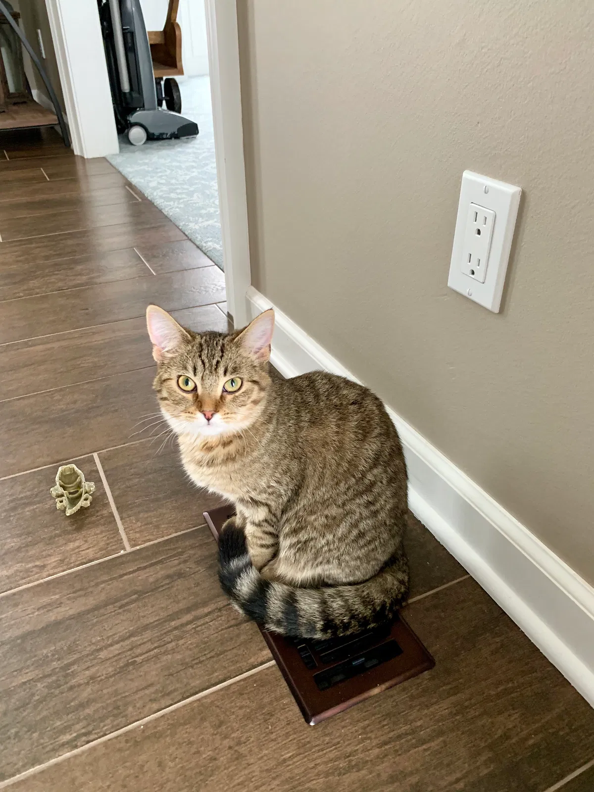 Lost cat in Fort Wayne, IN, 46814
