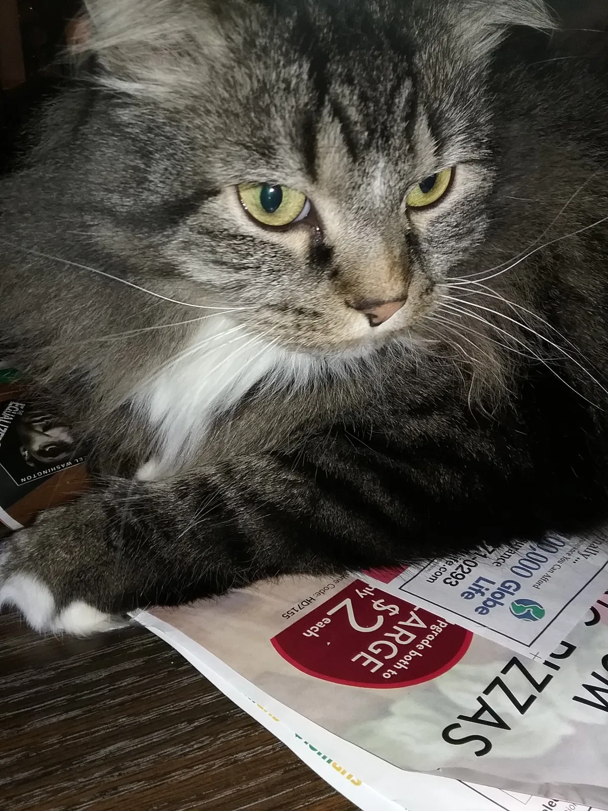Lost cat in Erie, PA, 16510