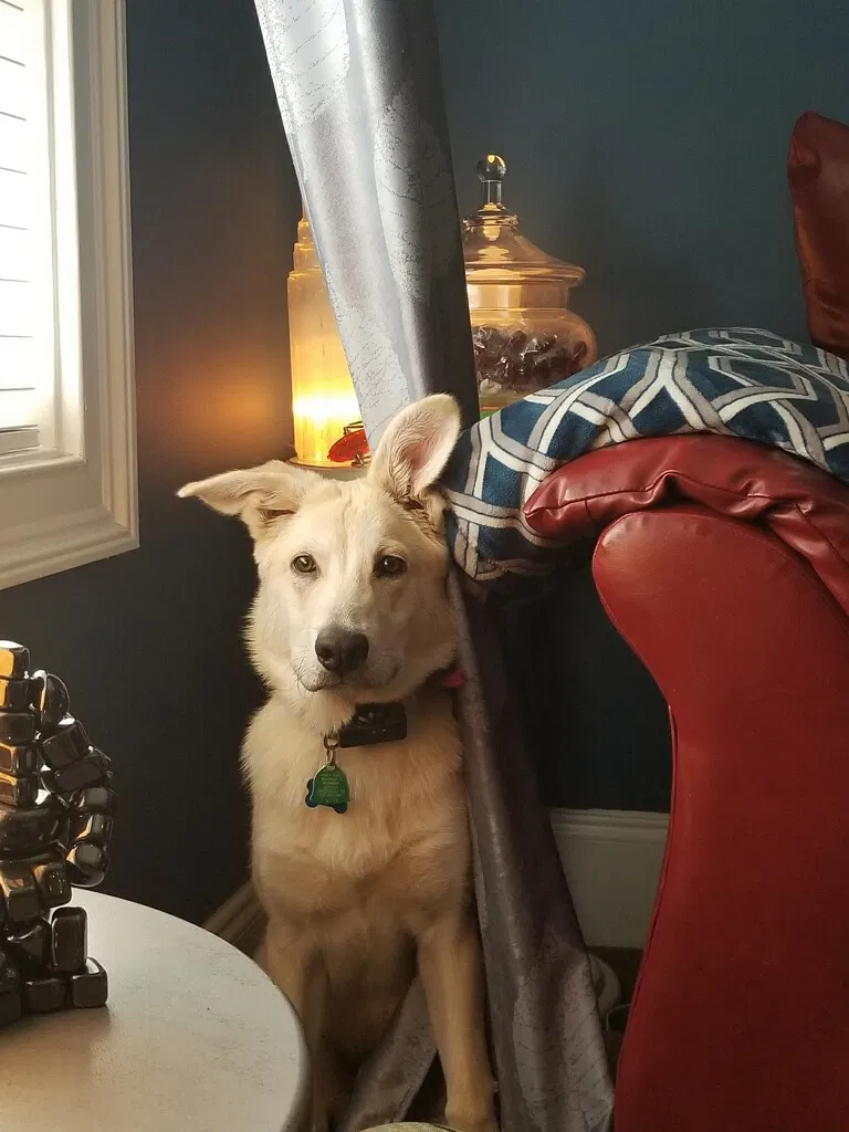Lost dog in Cumming, GA, 30040