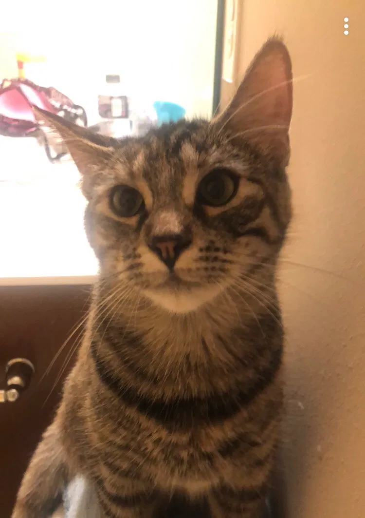 Lost cat in Stillwater, MN, 55082