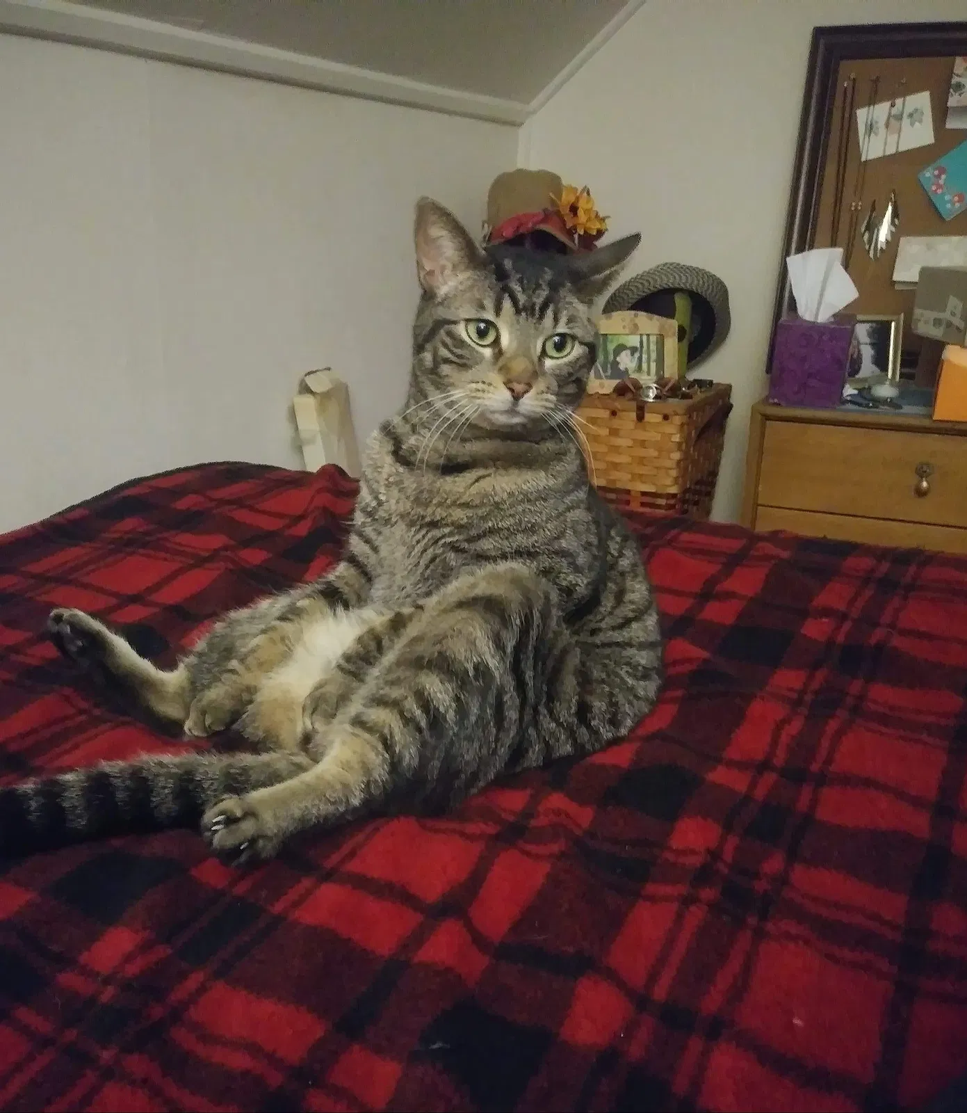Lost cat in Kalamazoo, MI, 49001