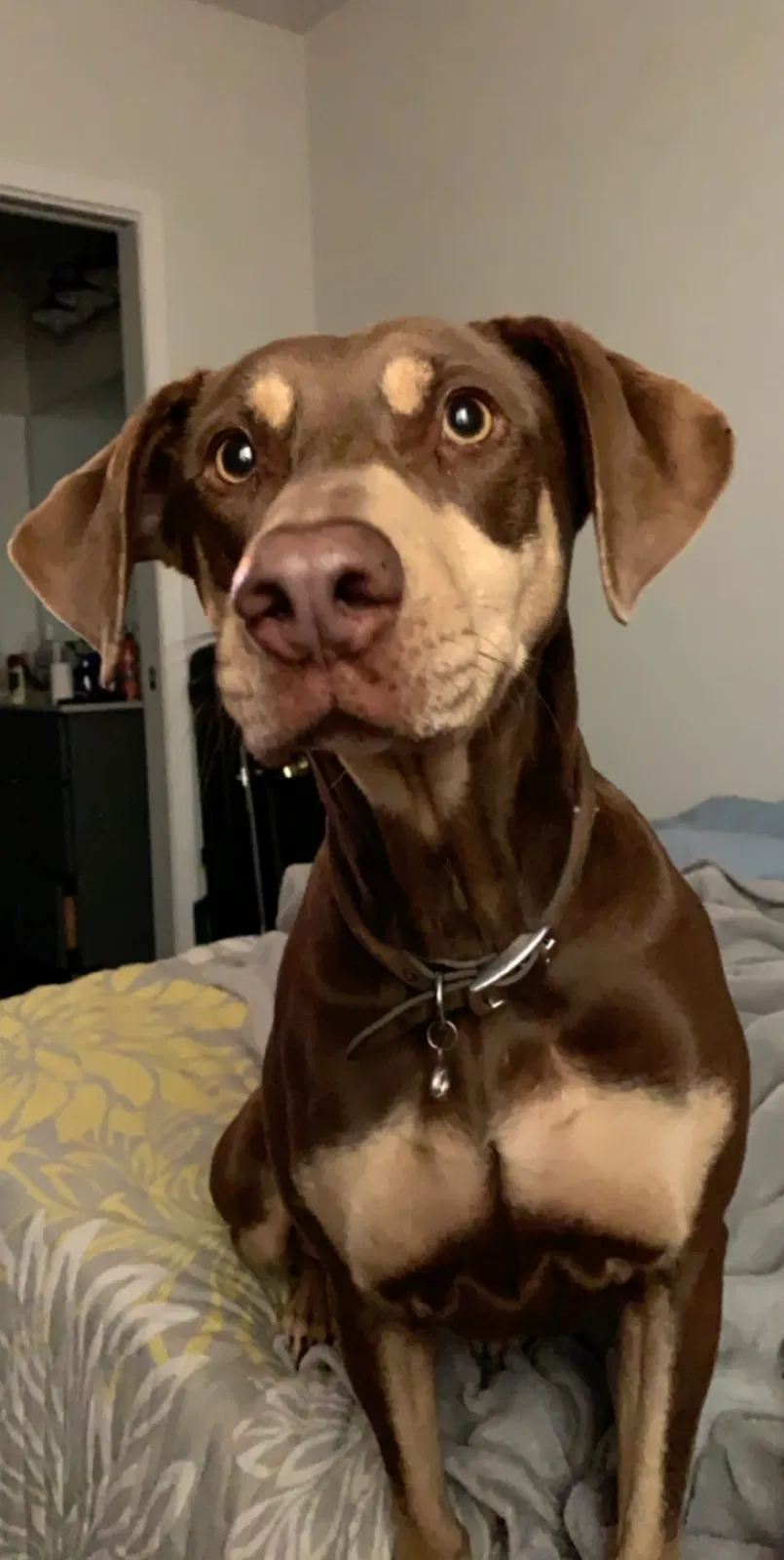 Lost dog in Suisun City, CA, 94585