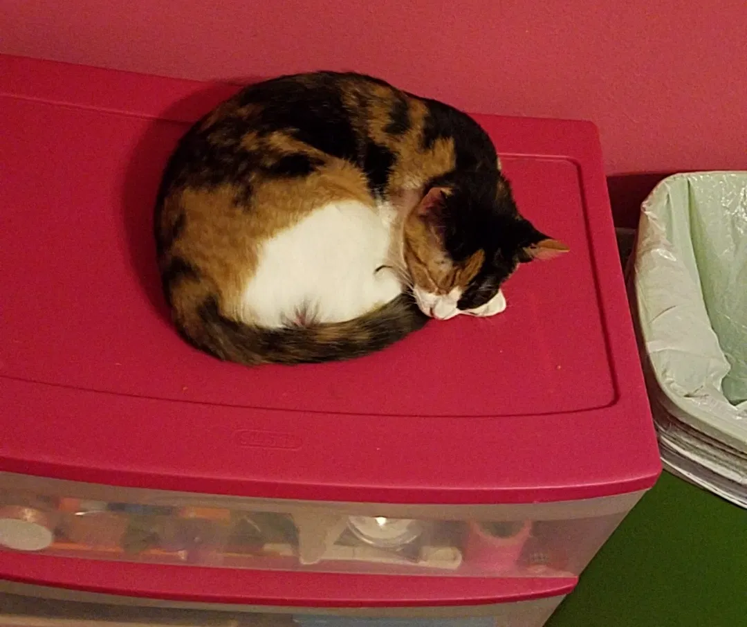 Lost cat in Pearl, MS, 39208