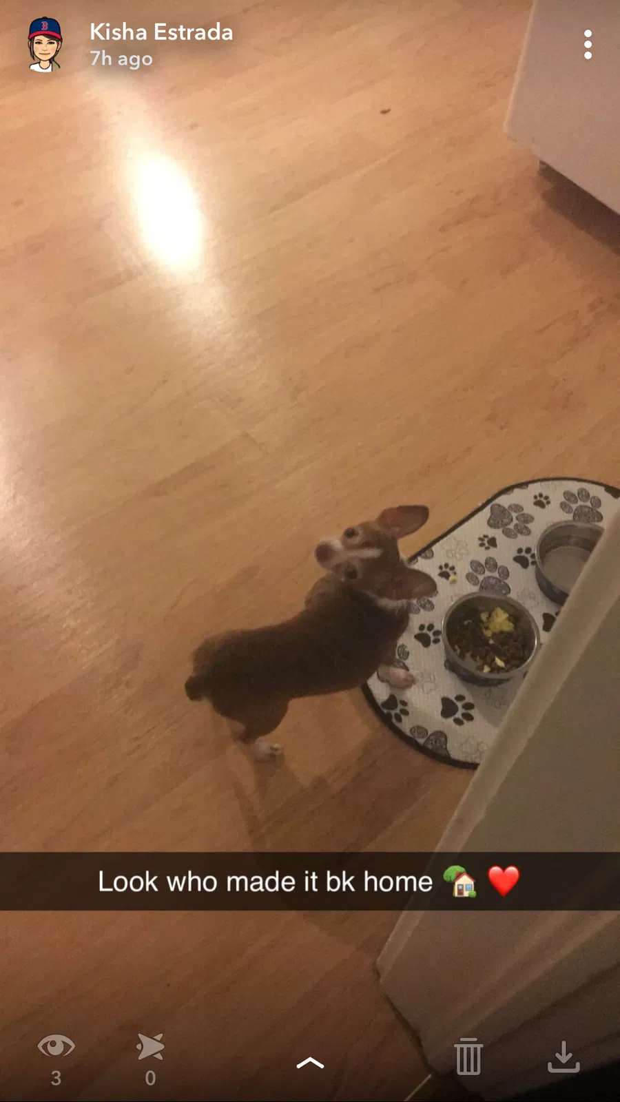 Found dog in South Bend, IN, 46619