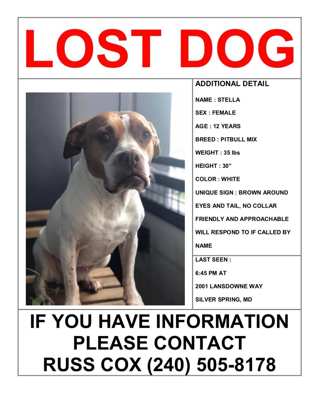 Lost dog in Silver Spring, MD, 20910