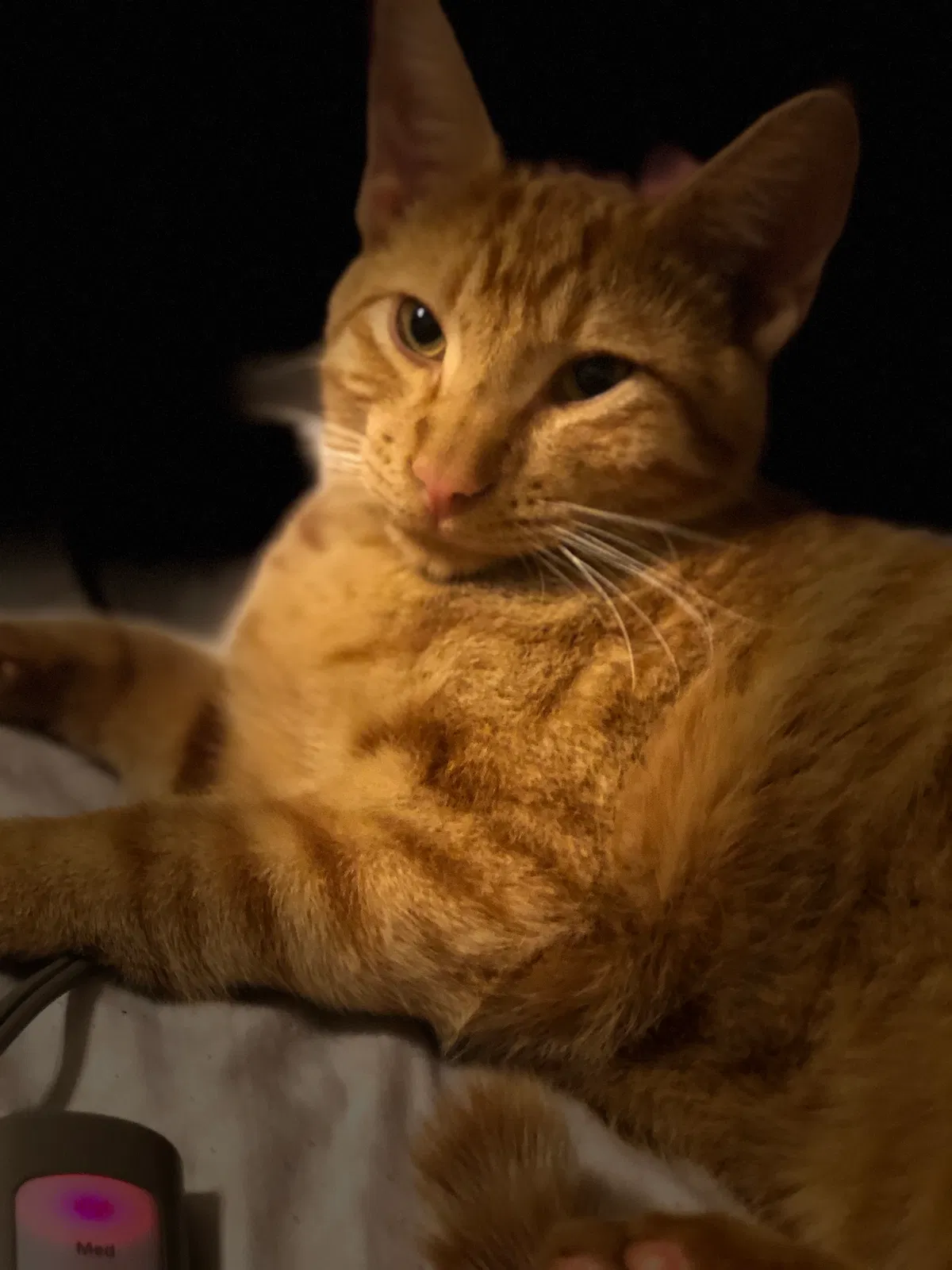 Lost cat in Lakeside, CA, 92040