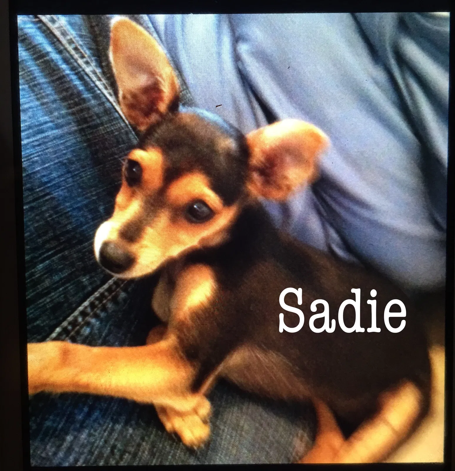 Lost dog in Claremore, OK, 74017