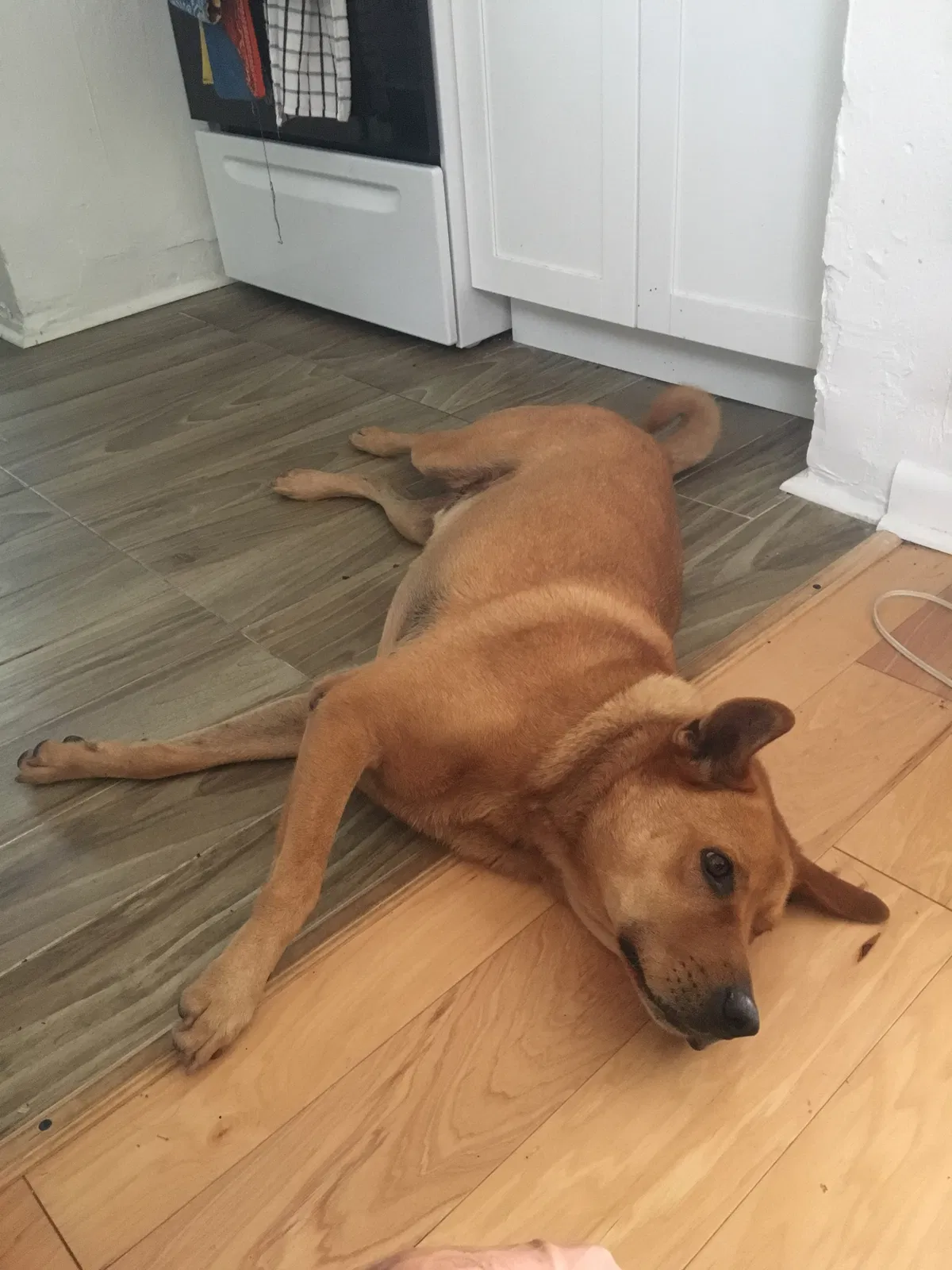 Found Dog