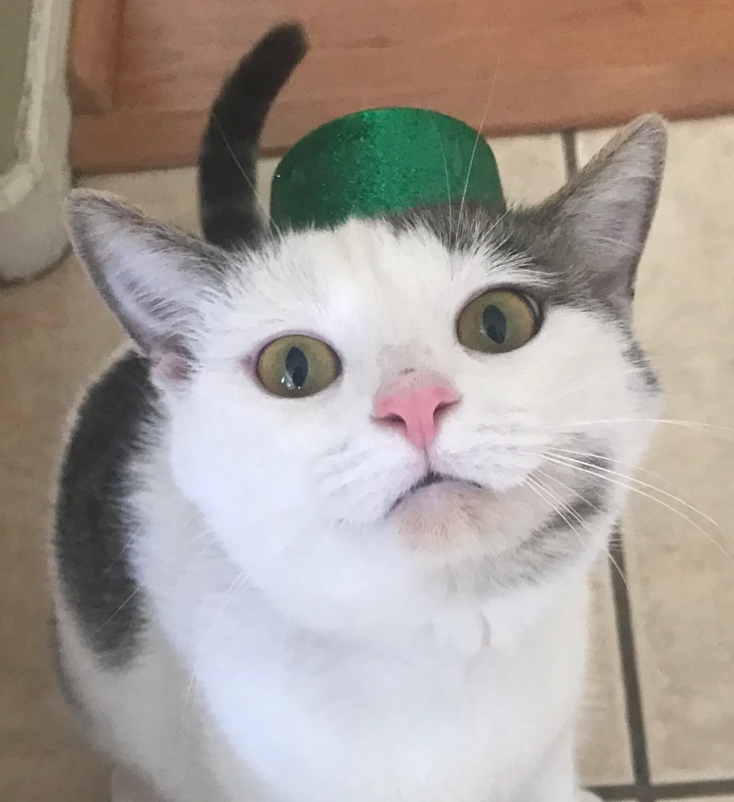 Lost cat in Gilbert, AZ, 85296