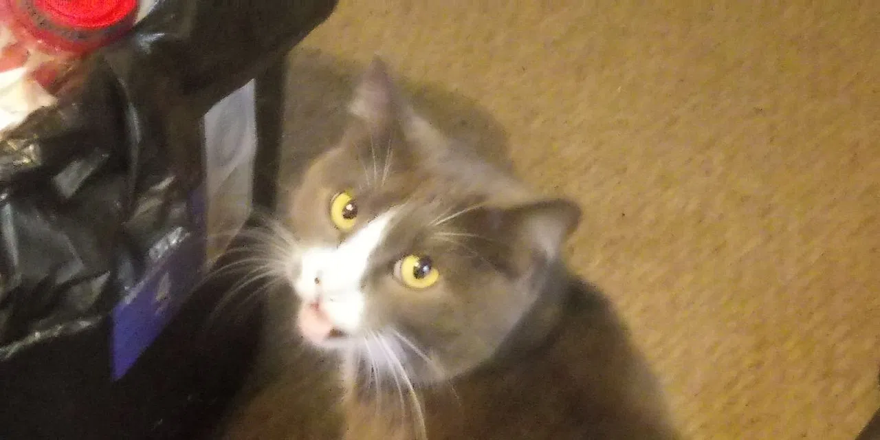 Lost cat in Sharpsburg, GA, 30277