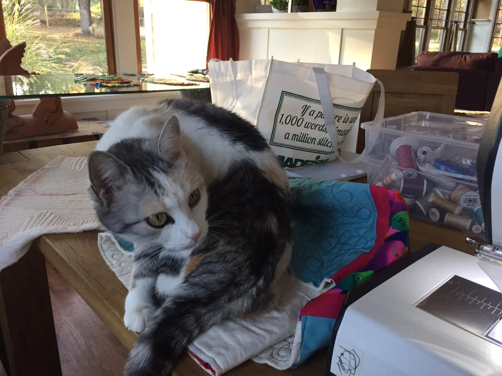 Lost cat in Milford, NJ, 8848