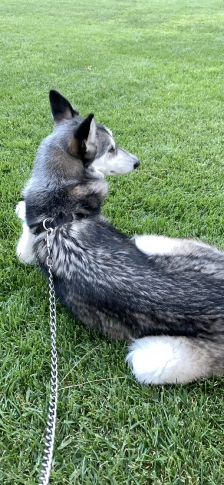 Lost dog in Los Angeles, CA, 90059