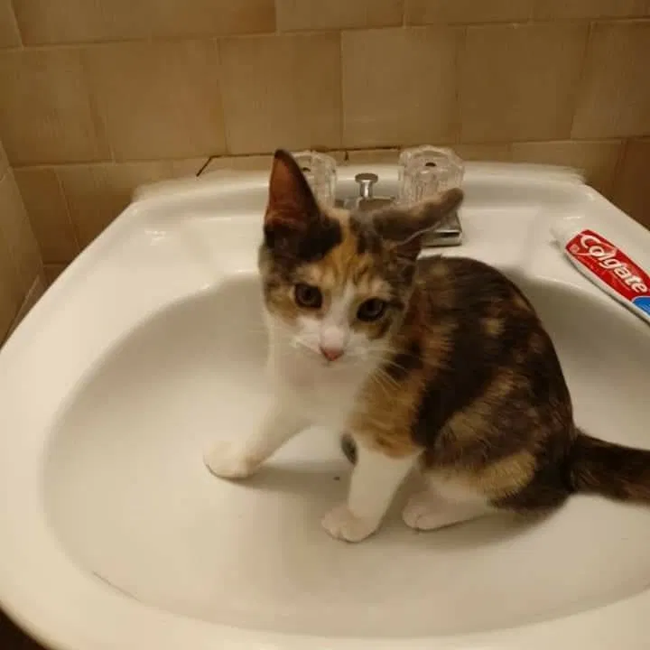 Lost cat in Vassar, MI, 48768