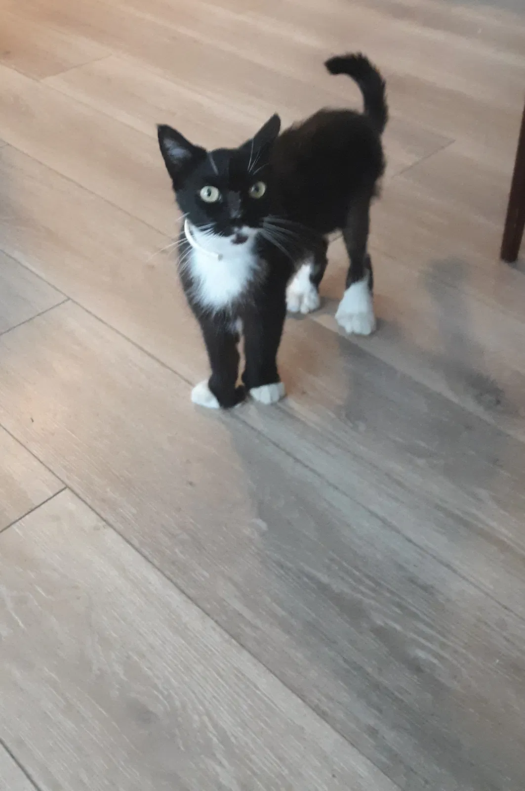 Lost cat in Fort Lauderdale, FL, 33328