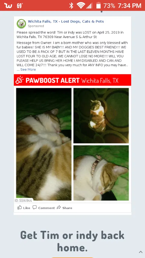 Lost cat in Wichita Falls, TX, 76309