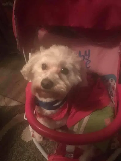 Lost dog in Cranberry Twp, PA, 16066