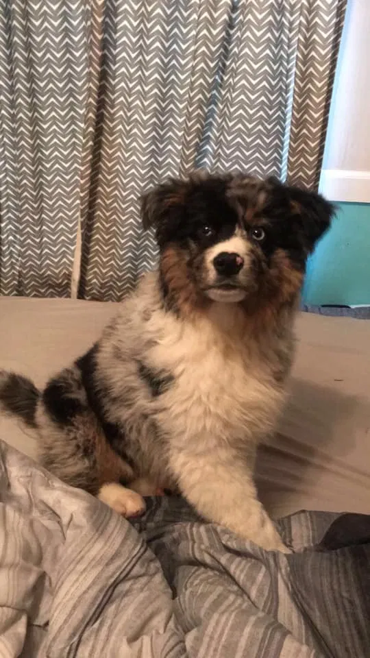 Lost dog in Ligonier, PA, 15658