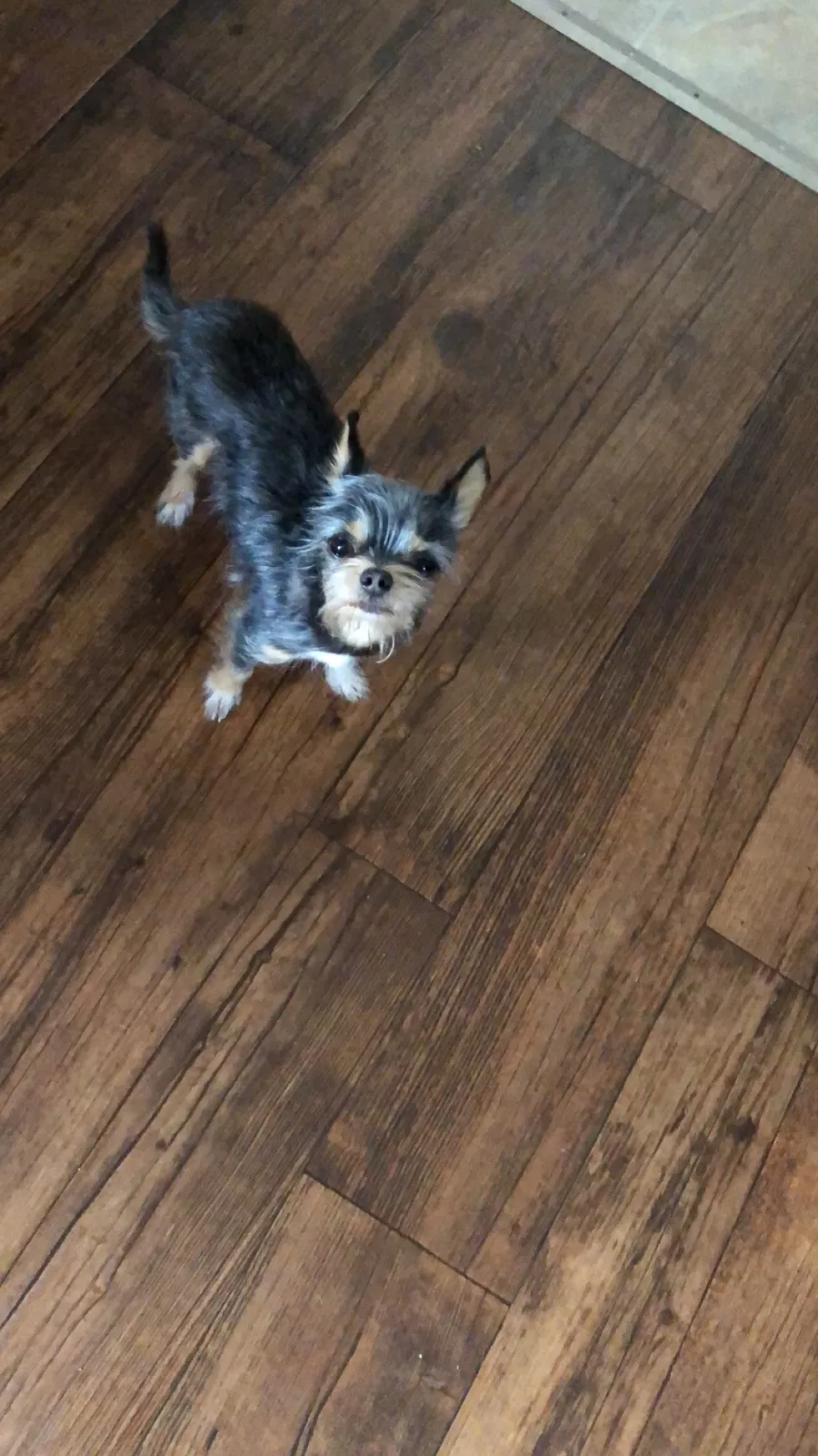 Lost dog in Clinton, TN, 37716