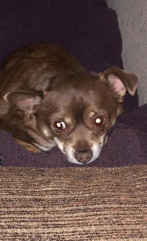 Lost dog in Long Pond, PA, 18334