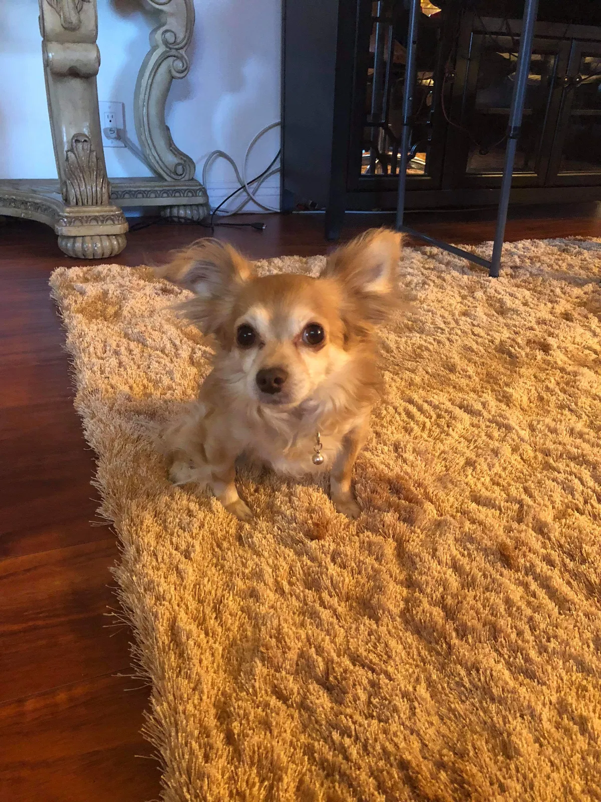 Lost dog in Chatsworth, CA, 91311