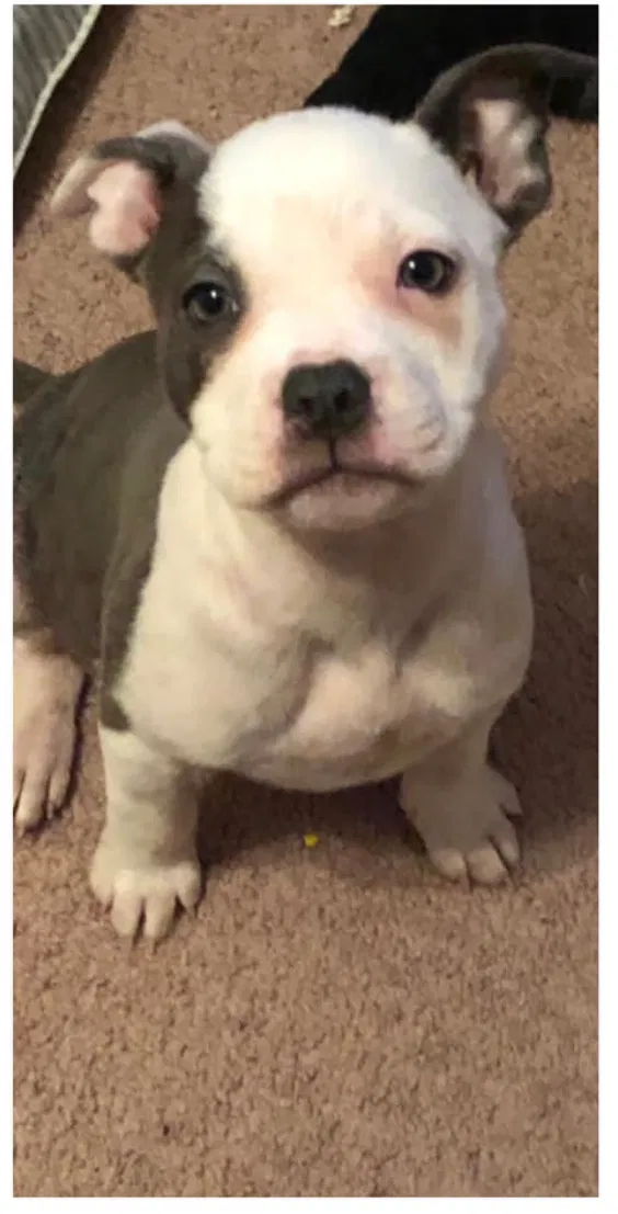 Lost dog in Odessa, TX, 79761