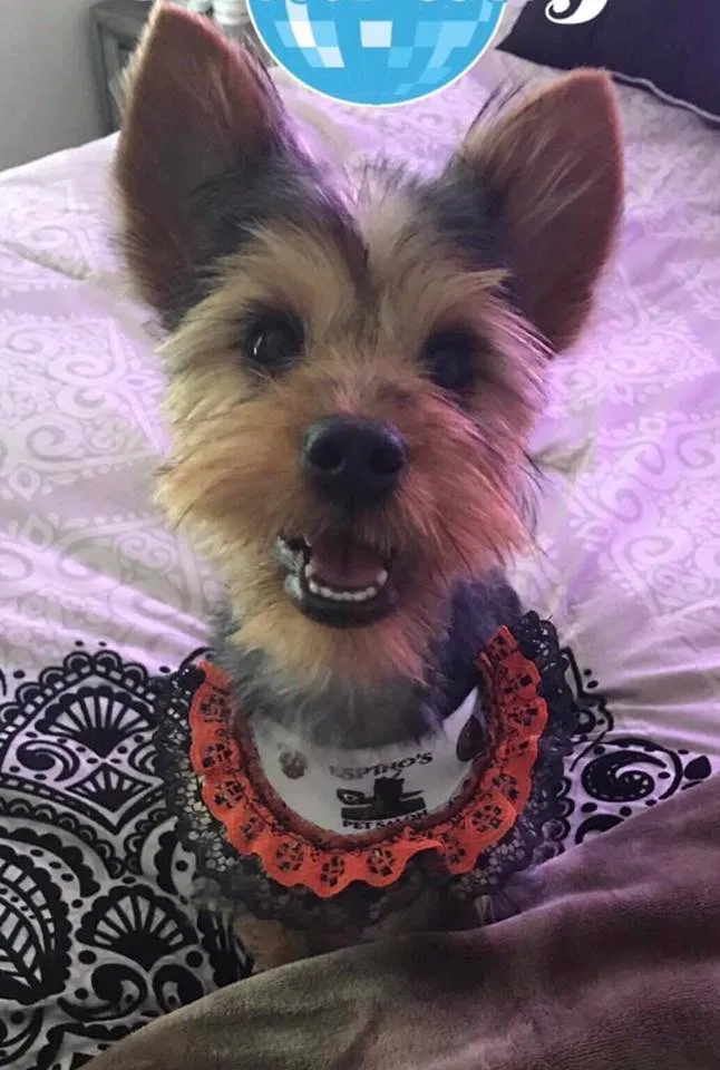 Lost dog in Bakersfield, CA, 93307