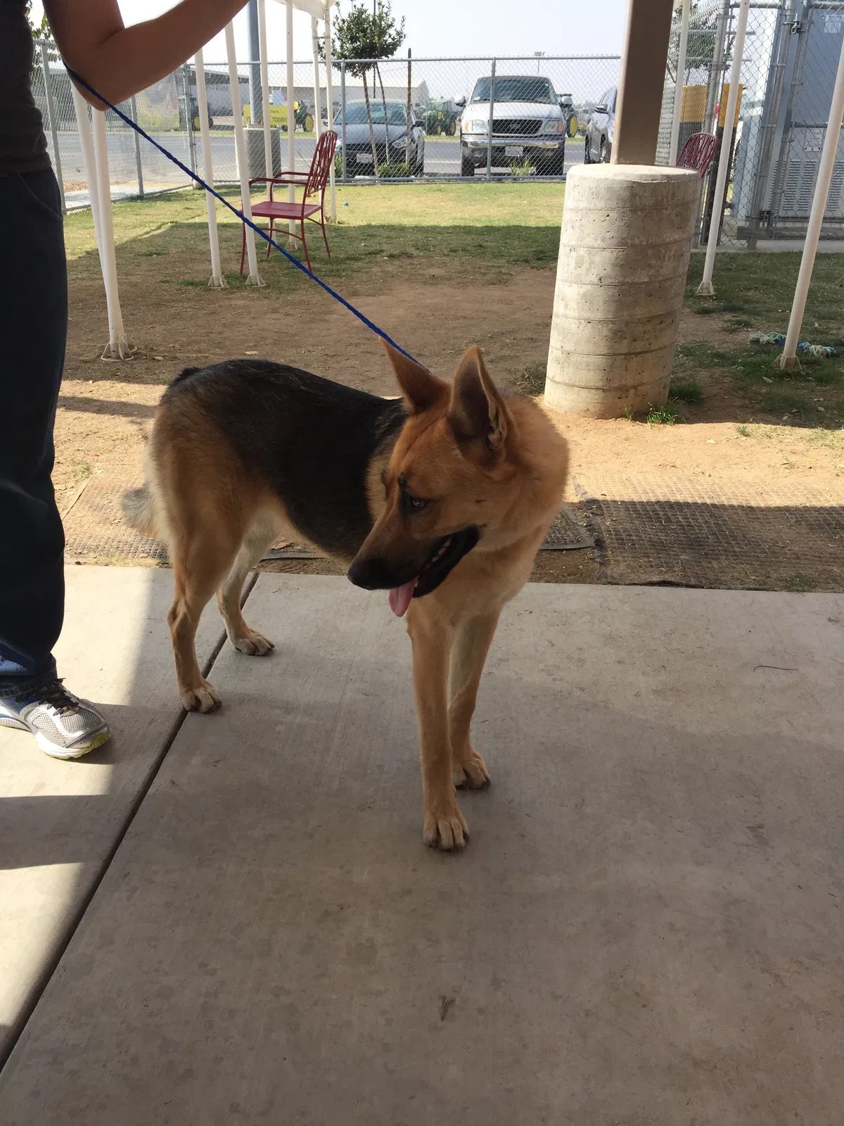 Lost dog in Bakersfield, CA, 93309