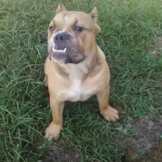 Lost dog in Hickory, NC, 28601