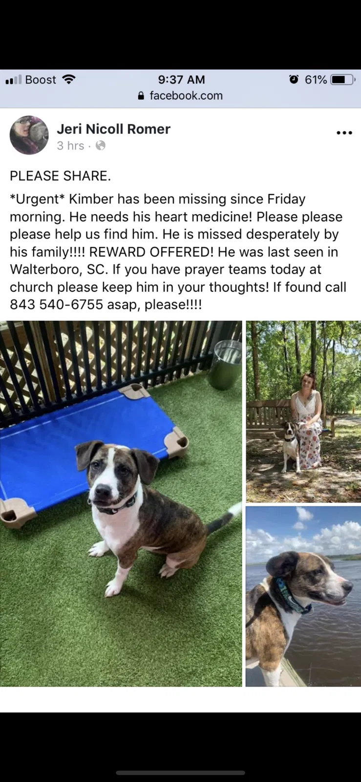 Lost dog in Walterboro, SC, 29488