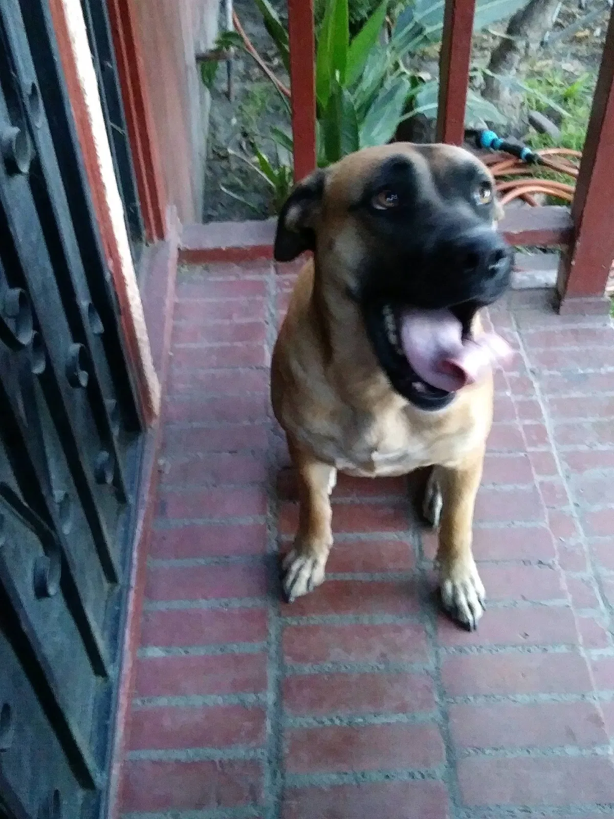 Lost dog in South Gate, CA, 90280