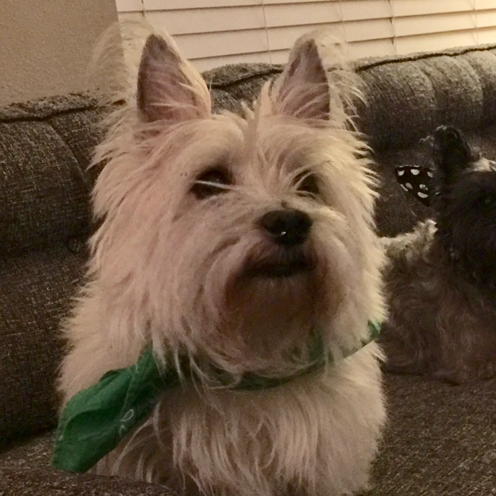 Lost dog in Chandler, AZ, 85225