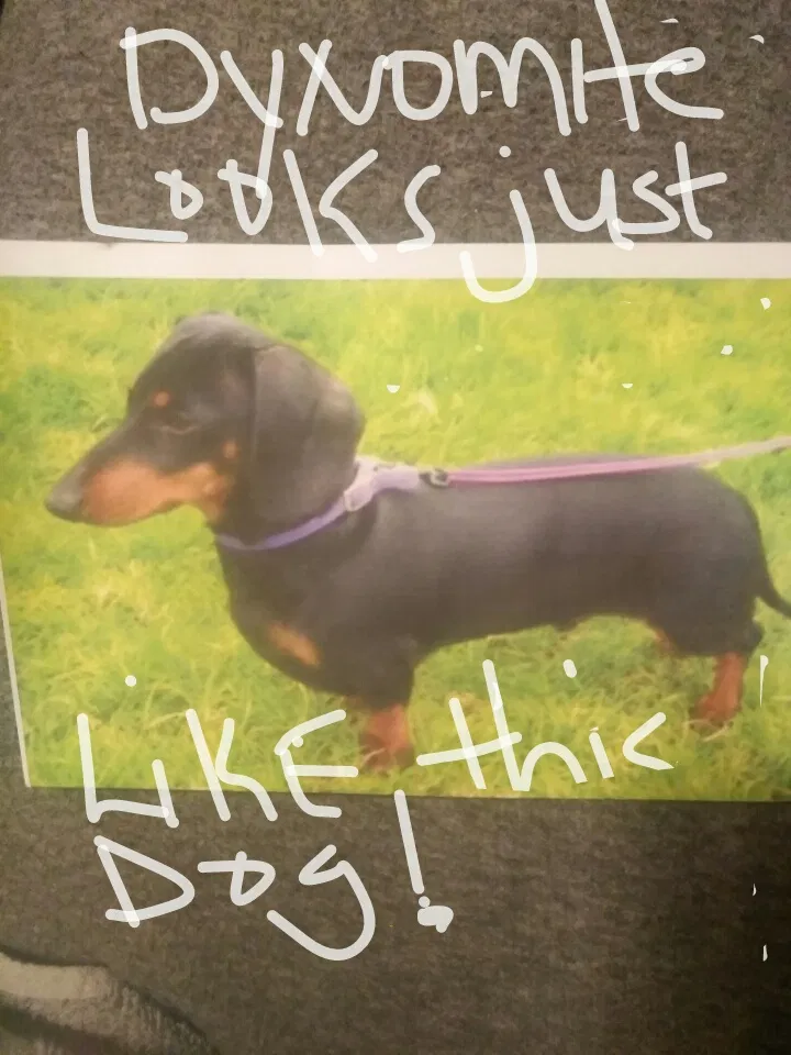 Lost dog in Del Rey, CA, 93616