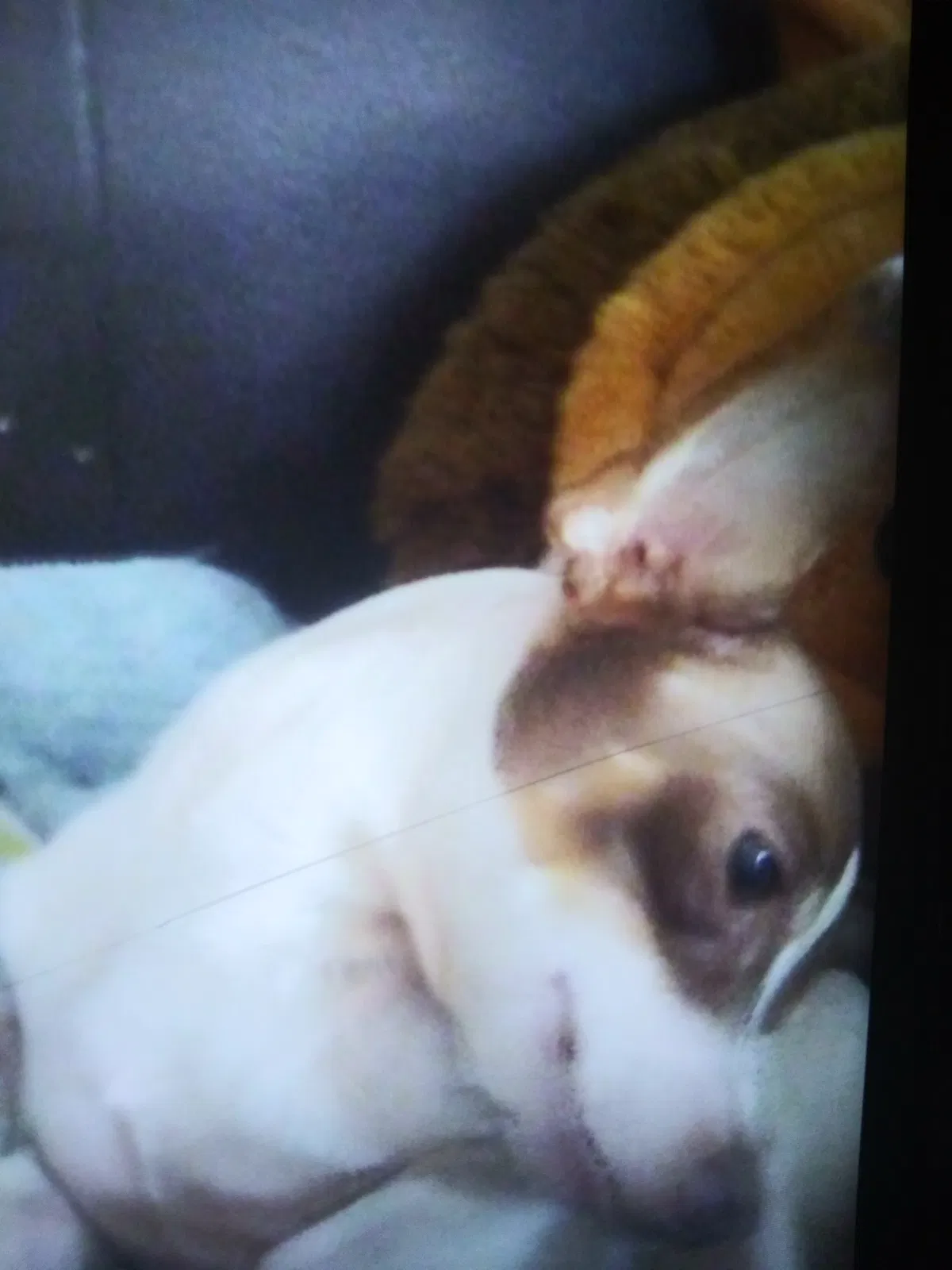 Lost dog in Bradenton, FL, 34207