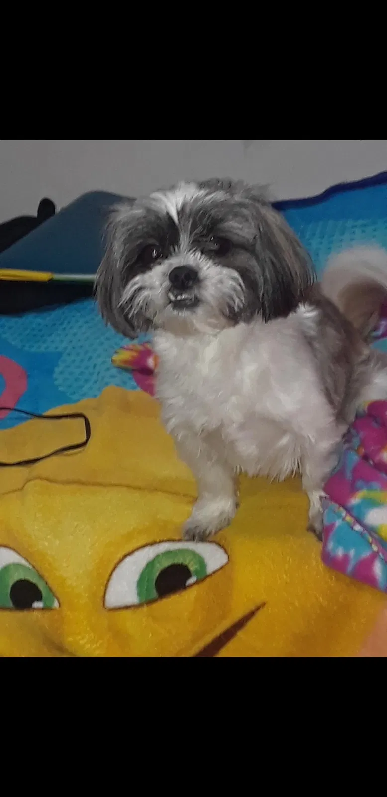 Lost dog in Camden, NJ, 8104