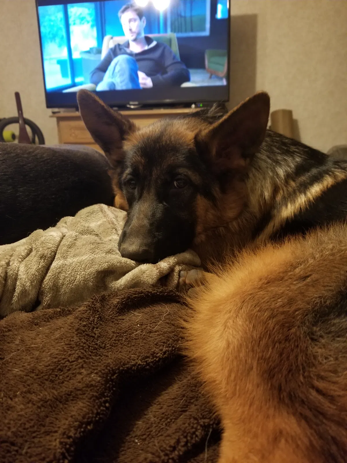 Lost dog in Mineral, VA, 23117