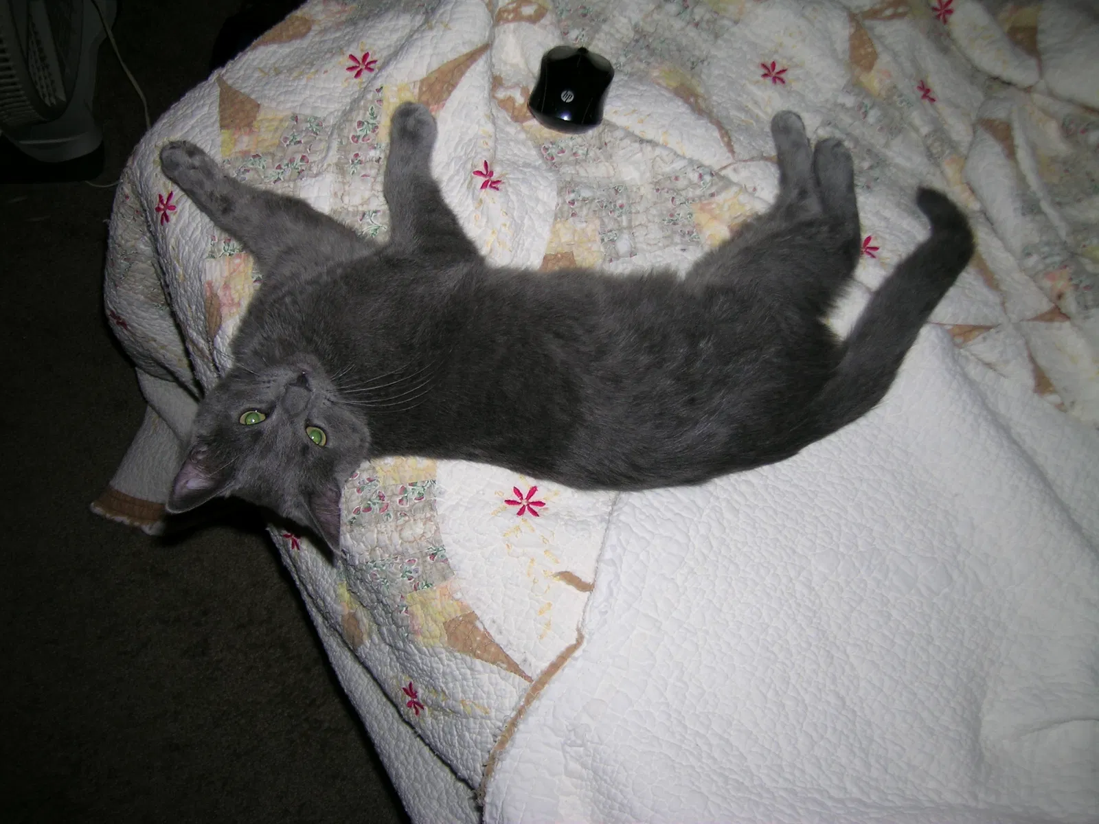 Lost cat in Elkhart, IN, 46516