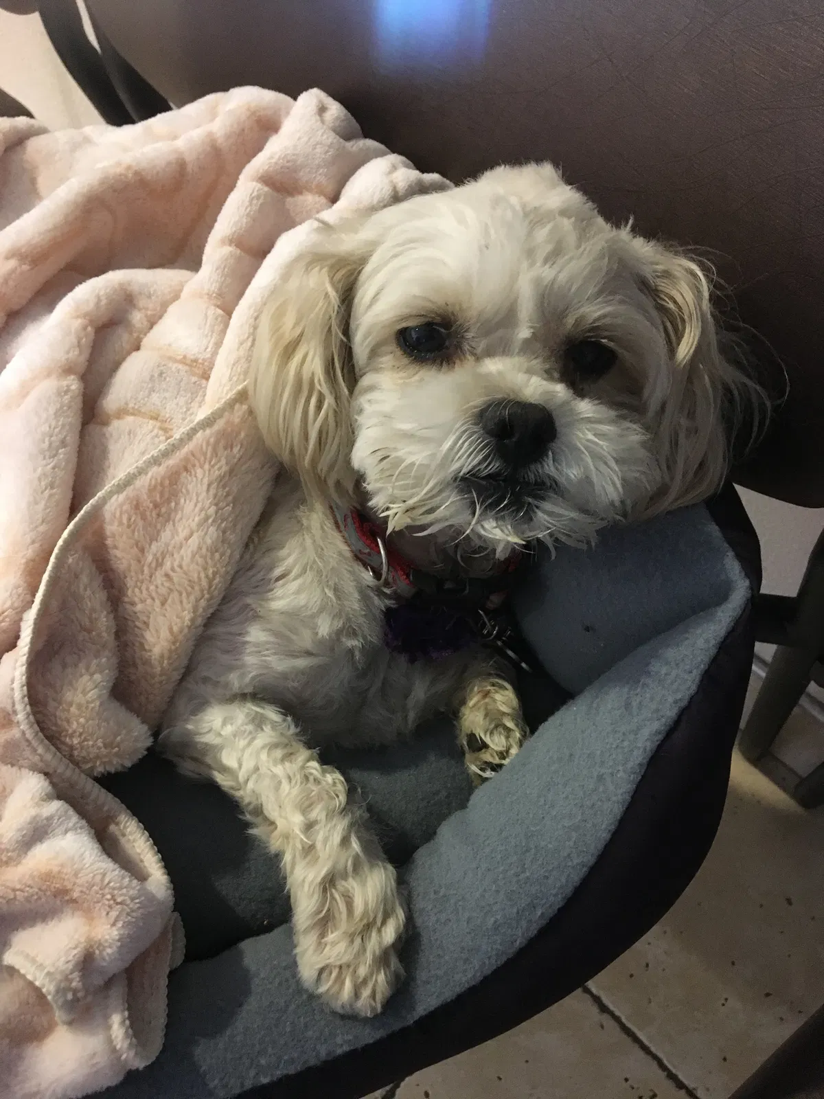 Found dog in Fresno, CA, 93711