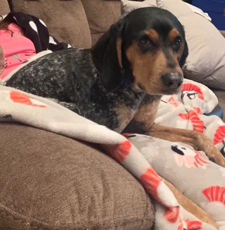 Lost dog in Bellefontaine, OH, 43311