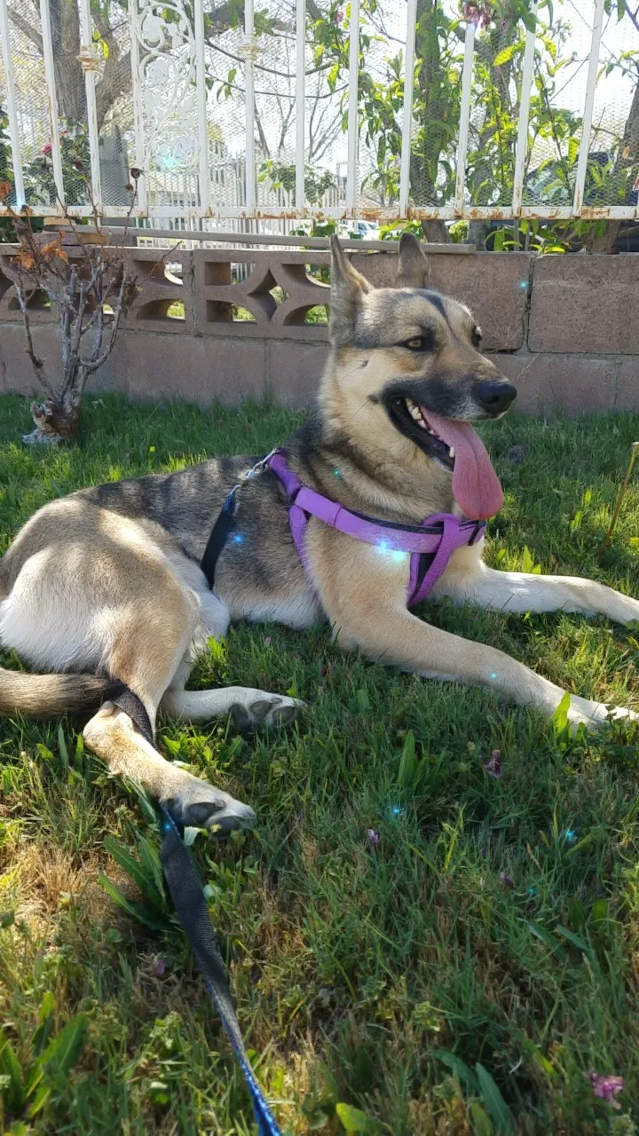 Lost dog in Lancaster, CA, 93536